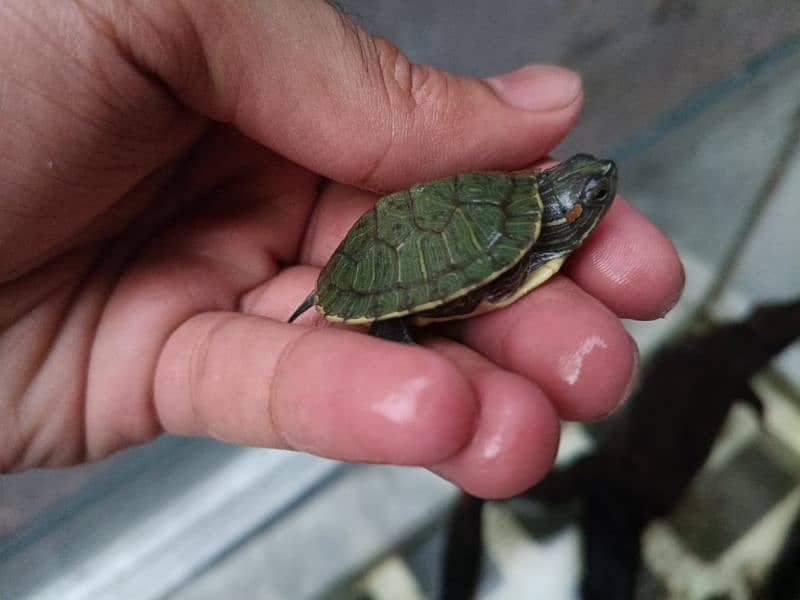 Red Eared green slider Turtle 1