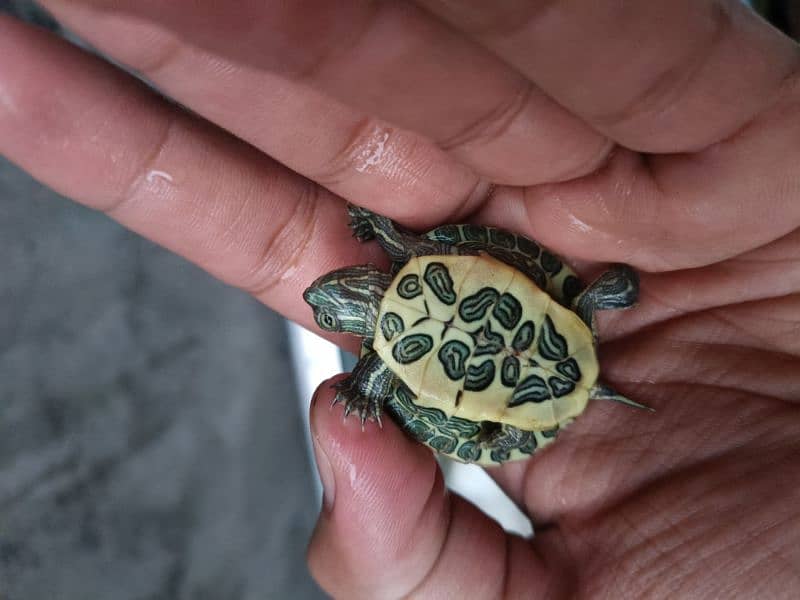 Red Eared green slider Turtle 2