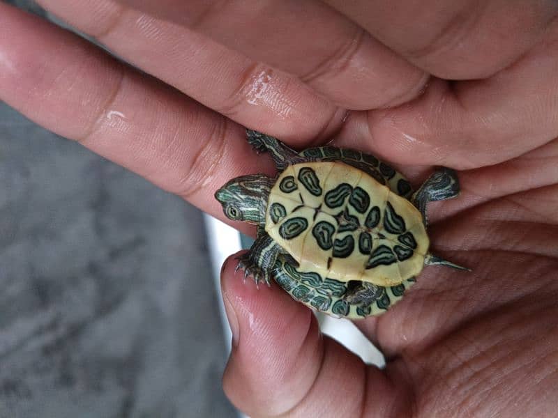 Red Eared green slider Turtle 3