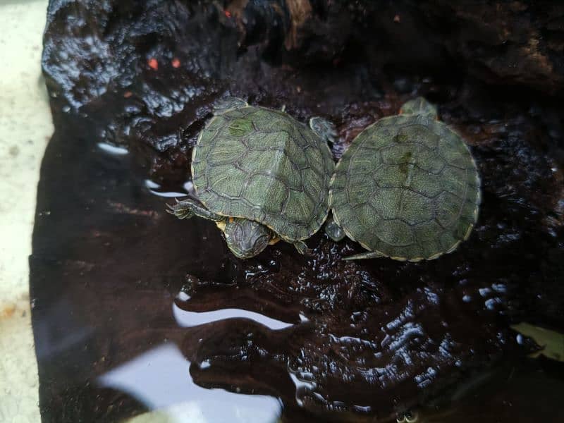 Red Eared green slider Turtle 4