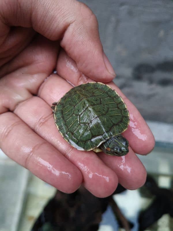 Red Eared green slider Turtle 5