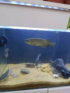 Fish Aquarium Fishes for Sale in Pakistan Fish Aquarium Fishes Prices in Pakistan