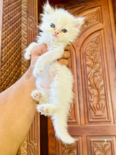 kitten/ male kitten/ cats/ cat for sale/ kitten for sale/ male