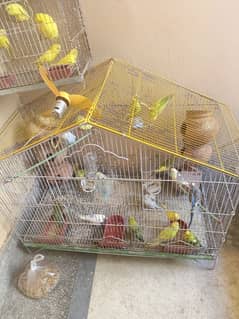 Australian parrots for sale 0