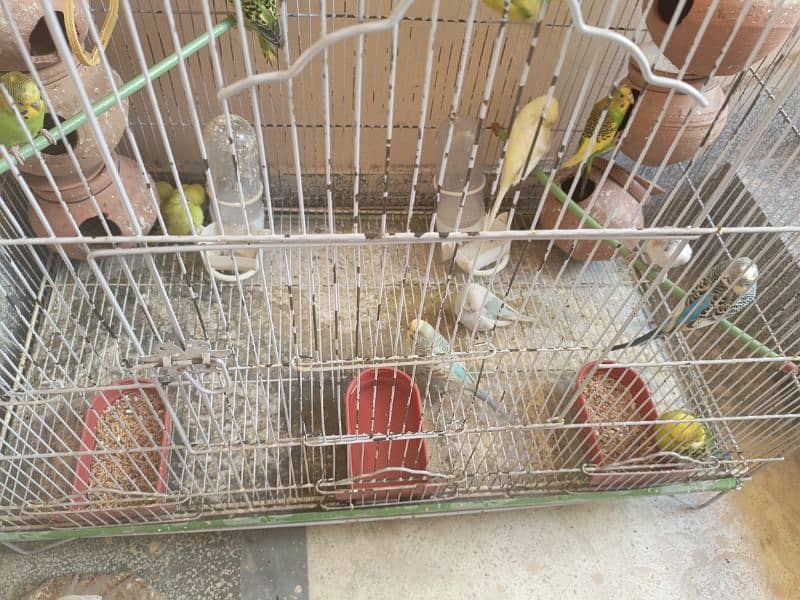 Australian parrots for sale 1