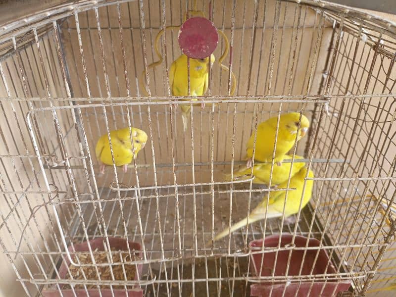 Australian parrots for sale 2