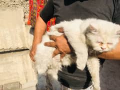 Persian cats pair