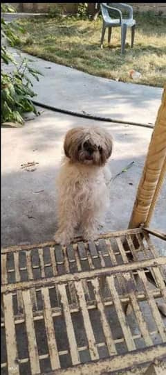 shih tzu dog for sale 0.3.1.8. 0.8. 3.1. 9.15