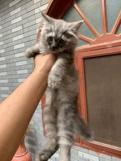 Persian kittens available