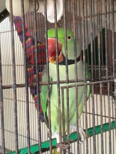 Parrot