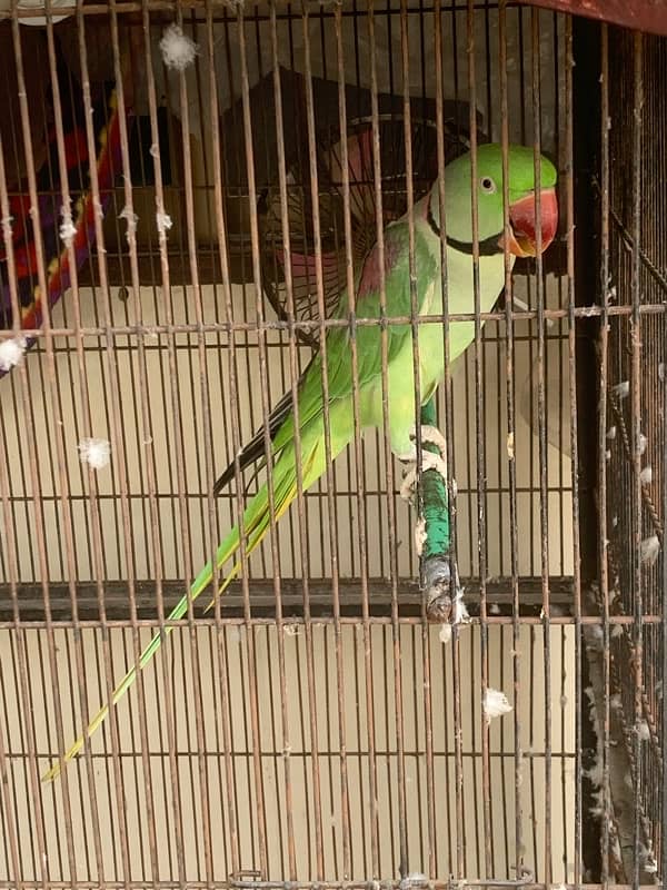 Parrot For Sale Healthy and active 1