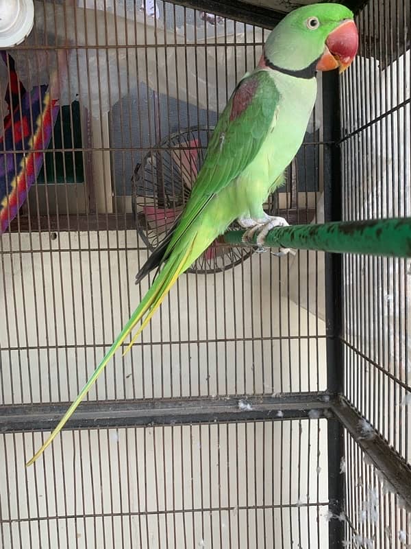 Parrot For Sale Healthy and active 2