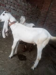 Rajinpuri Bakra