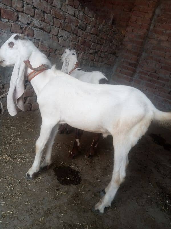 Rajinpuri Bakra 0