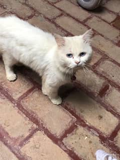 Persian White Double Coat Blue Eyes Male