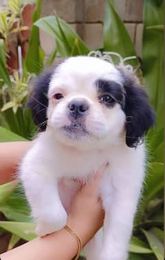 Shihtzu for sale white and black