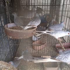 DOVE FOR SELL. love birds and Java also available for sell