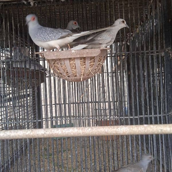 DOVE FOR SELL. 4