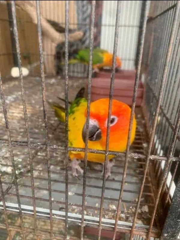 sunconure and yellow sided extreme red healthy pair 1