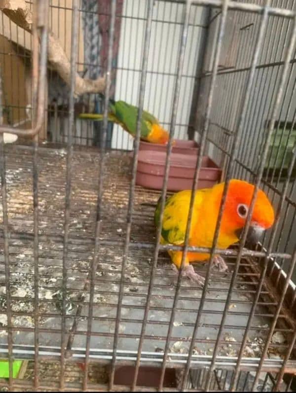 sunconure and yellow sided extreme red healthy pair 2