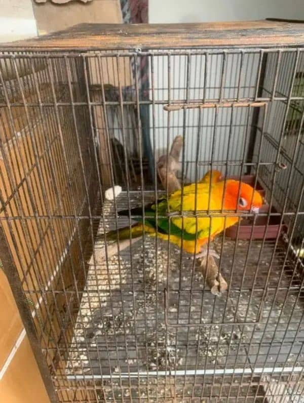 sunconure and yellow sided extreme red healthy pair 3