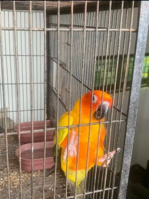 sunconure and yellow sided extreme red healthy pair 4