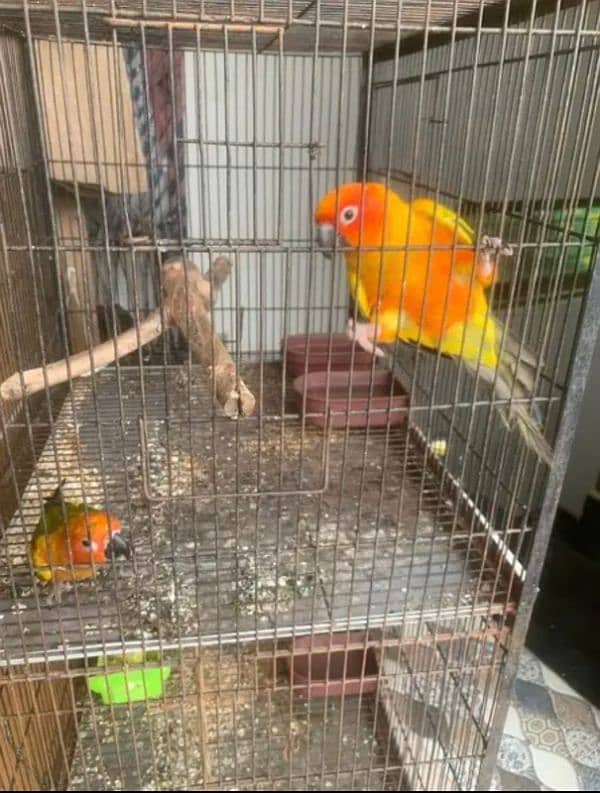 sunconure and yellow sided extreme red healthy pair 5