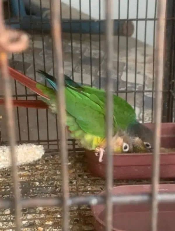 sunconure and yellow sided extreme red healthy pair 6