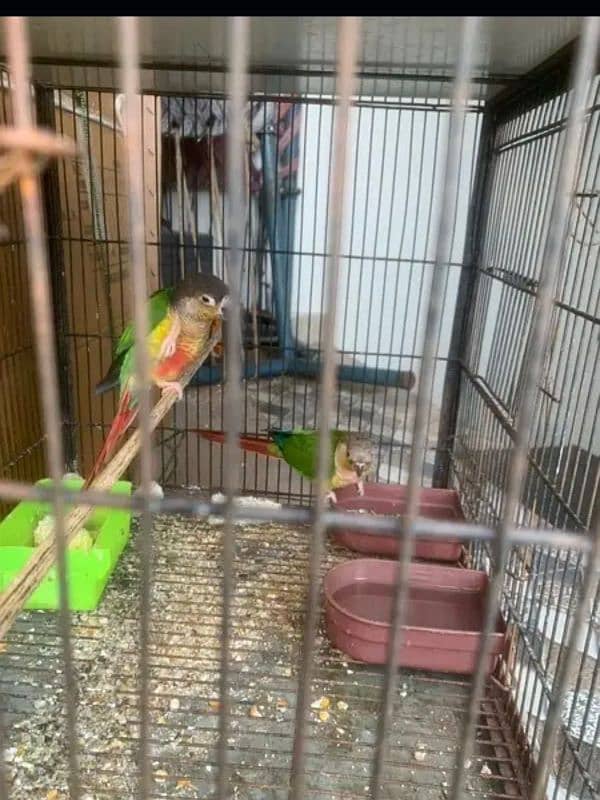 sunconure and yellow sided extreme red healthy pair 9