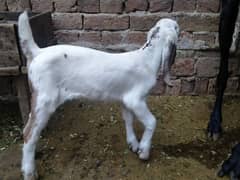 Bakri or bachy Sale