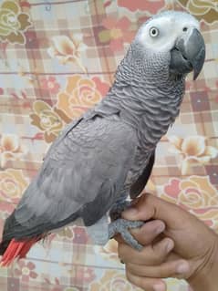 gray parrot female/03156376925