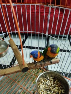 Lory parrot pair