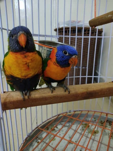 Lory parrot pair 1