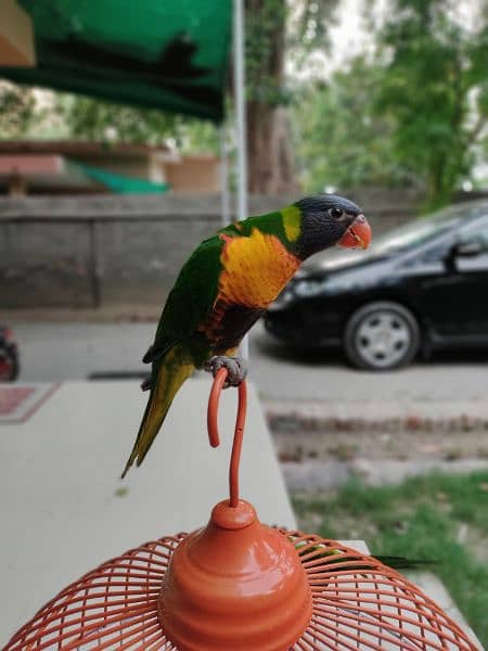 Lory parrot pair 2