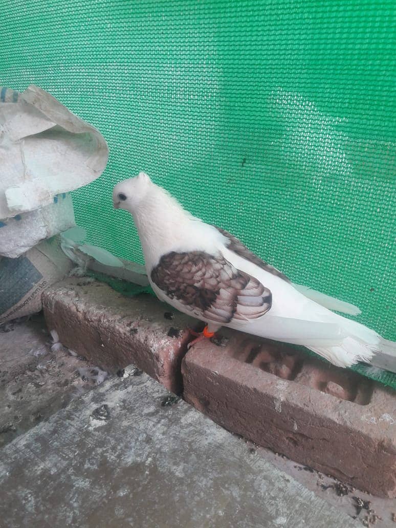 Fancy pigeon 3