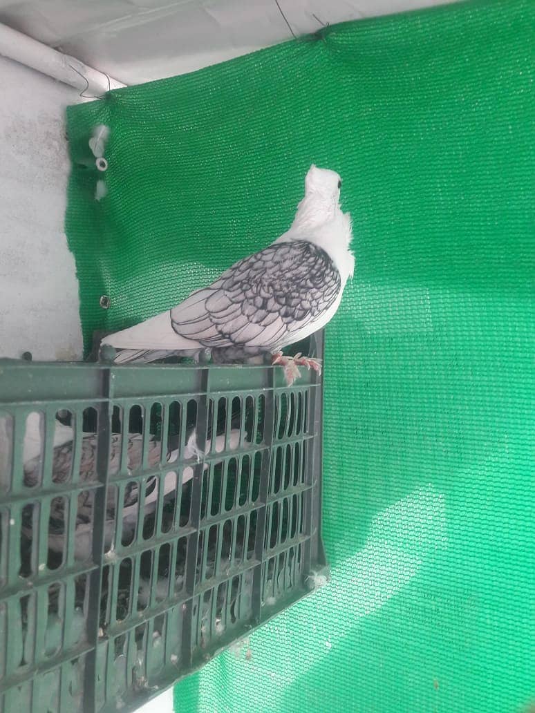 Fancy pigeon 4