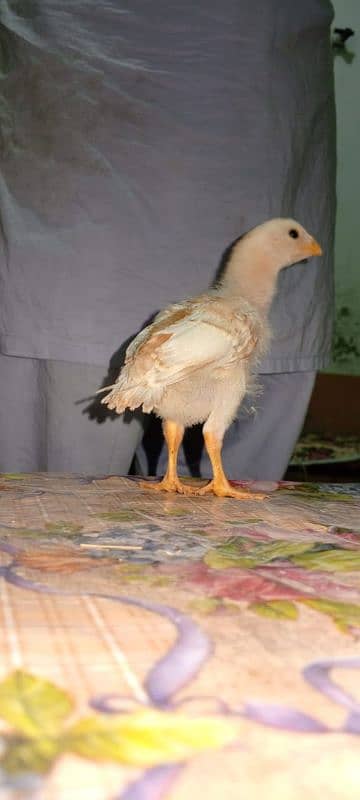 indian parrot beak for sale 0