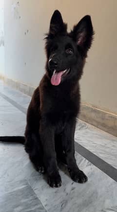 German Shepherd Long Coated Solid Black Female