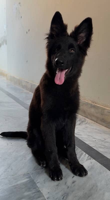 German Shepherd Long Coated Solid Black Female 1