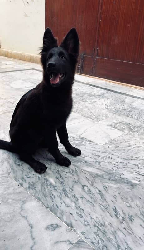 German Shepherd Long Coated Solid Black Female 2