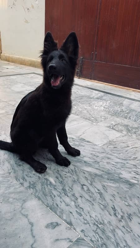 German Shepherd Long Coated Solid Black Female 3