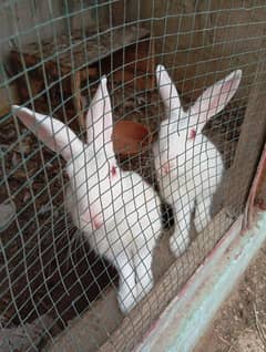 Rabbits Male and female