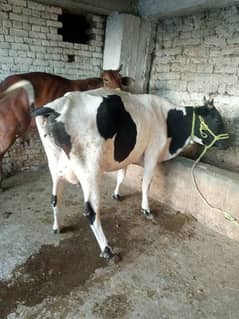 bahut Khubsurat acchi acchi nasl ki cow