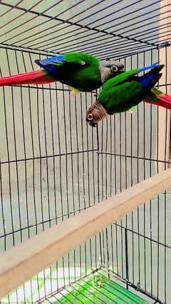 green cheick conure