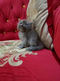 peki piki peke grey male kitten cat 0