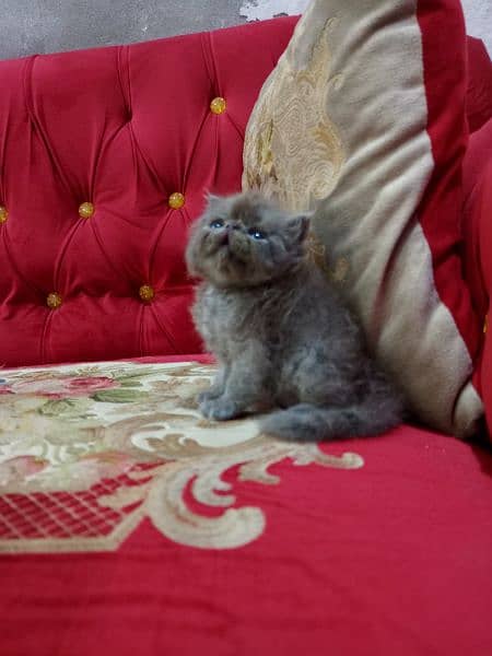 peki piki peke grey male kitten cat 2