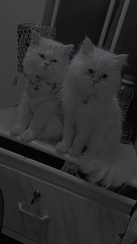 Persian Cat Pair 3