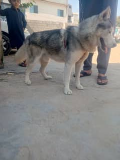 Siberian husky male contact on WhatsApp 03355312070