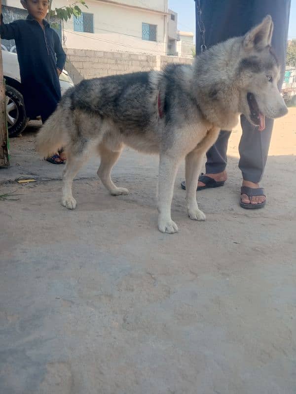 Siberian husky male contact on WhatsApp 03355312070 0