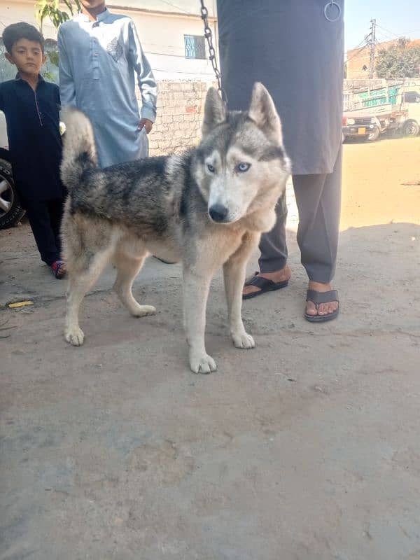 Siberian husky male contact on WhatsApp 03355312070 1